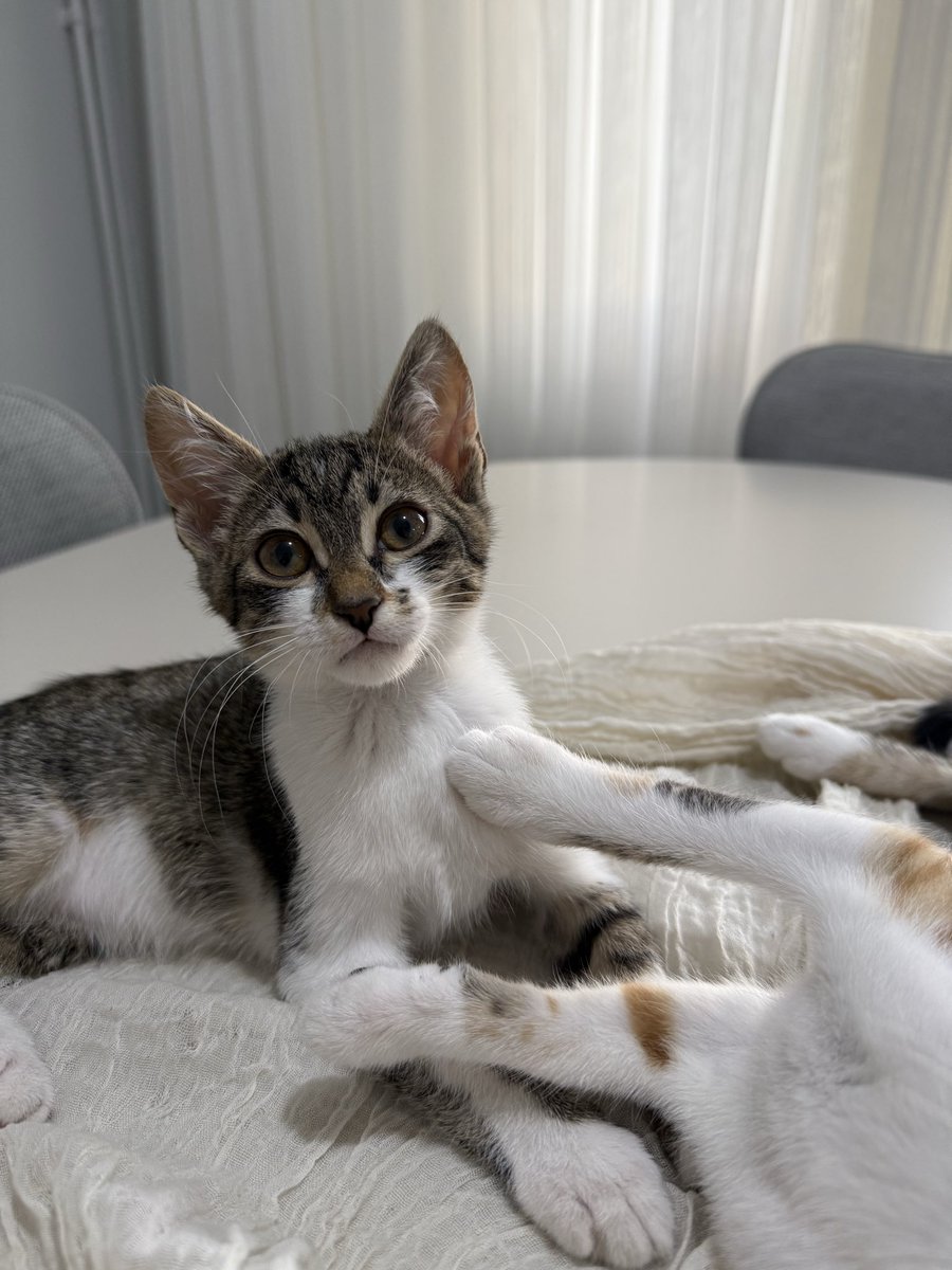 kedi_sesi's tweet photo. Geçici yuva artık bakamam diyip bahçeye bırakıyordu aldım eve getirdim hiç sokak görmemiş bu bebekler sokakta nasıl yaşasın. Ama benim de 3 kedim var biri engelli. Acil yuva bu canlara lütfen🙏  daha 3 aylıklar ANKARA lütfen şans verin hayatınızın geri kalanını paylaşın lütfen🙏 https://t.co/mv0dRpdxes