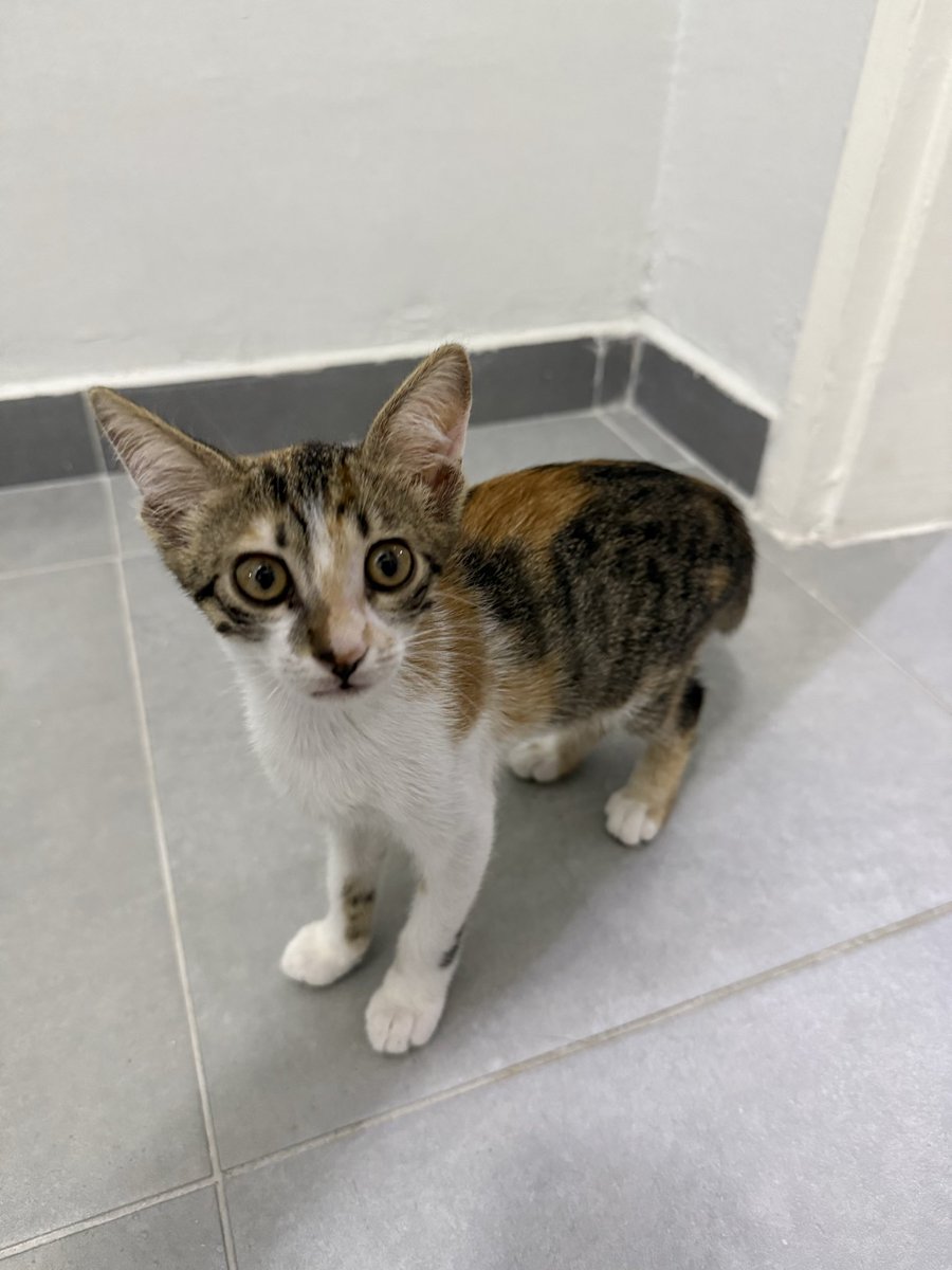 kedi_sesi's tweet photo. Geçici yuva artık bakamam diyip bahçeye bırakıyordu aldım eve getirdim hiç sokak görmemiş bu bebekler sokakta nasıl yaşasın. Ama benim de 3 kedim var biri engelli. Acil yuva bu canlara lütfen🙏  daha 3 aylıklar ANKARA lütfen şans verin hayatınızın geri kalanını paylaşın lütfen🙏 https://t.co/mv0dRpdxes