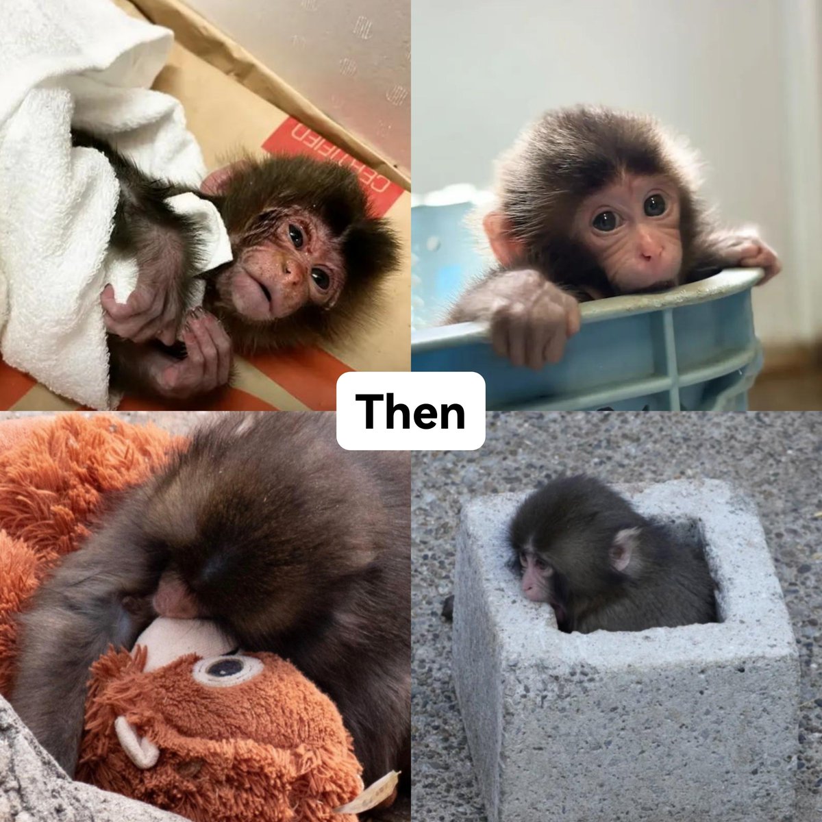yeekengs's tweet photo. 🎂🐒✨💗 #HappyBirthdayPunch
น้องพั้นช์ 1 ขวบแล้ว จากวันแรกจนถึงวันนี้ หนูเก่งที่สุดเลย นักสู้ตัวจิ๋วของแม่ ขอให้หนูเติบโตอย่างเข้มแข็งและแข็งแรง ขอให้หนูกินอิ่ม นอนหลับเต็มอิ่ม และสนุกสนานในทุกวัน จะคอยดูการเติบโตและให้กำลังน้องพั้นช์เสมอเลย สู้ๆนะลูกปันจิ~
#がんばってるねパンチ https://t.co/F6bimK6qyN