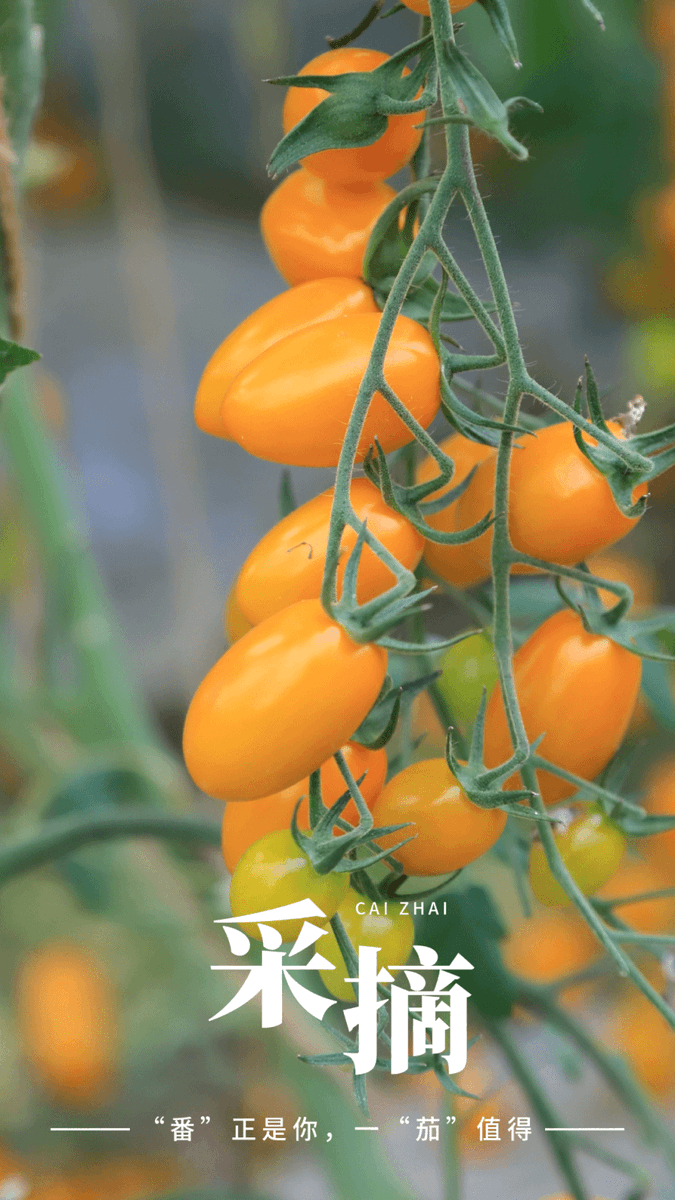 lifeofcracker's tweet photo. Just tried the new organic cherry tomatoes from the local farmers' market—bursting with juicy sweetness, no dull bite at all! Perfect for fresh salads or quick snacks  #FreshFoodFind https://t.co/B09oMjVYIO