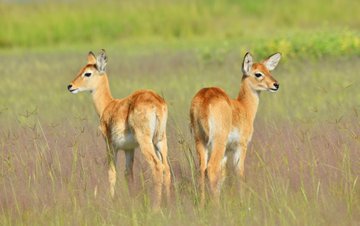 daisyrukun4e's tweet photo. UGANDA BEAUTIFUL 😍🦌
Meet our national antelope, the Ugandan Kob! Graceful kings of the savannah 🇺🇬
If you haven’t seen one on safari yet, what are you even doing?! 
#VisitUganda #ExploreUganda #PearlOfAfrica #UgandaWildlife #SafariVibes https://t.co/FpuQgBjoyF