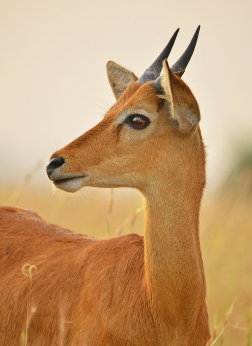 daisyrukun4e's tweet photo. UGANDA BEAUTIFUL 😍🦌
Meet our national antelope, the Ugandan Kob! Graceful kings of the savannah 🇺🇬
If you haven’t seen one on safari yet, what are you even doing?! 
#VisitUganda #ExploreUganda #PearlOfAfrica #UgandaWildlife #SafariVibes https://t.co/FpuQgBjoyF