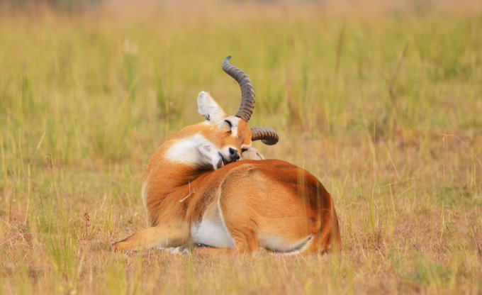 daisyrukun4e's tweet photo. UGANDA BEAUTIFUL 😍🦌
Meet our national antelope, the Ugandan Kob! Graceful kings of the savannah 🇺🇬
If you haven’t seen one on safari yet, what are you even doing?! 
#VisitUganda #ExploreUganda #PearlOfAfrica #UgandaWildlife #SafariVibes https://t.co/FpuQgBjoyF