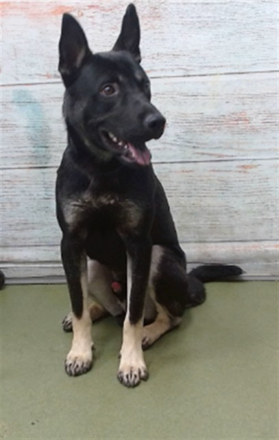 cashsmama08's tweet photo. 🚨🚨 MARCO is only 1 years old and is on the kill list at DeVore Shelter, Ca😭💔 He's just a baby, hoping someone sees this and falls in love with him and saves his life🙏🙏🙏
Located: Devore Shelter
Name: My name is Urgent Med Adopt Marco.
Description: I am a black and tan, unaltered male, who looks like a German Shepherd Dog mix.
Age: I am estimated to be 1 year old.
More Info: I am in kennel D 22.
I have been at the shelter since Jul 18, 2026.
I was found near Spring Valley Prkwy X Mariner in Spring Vly Lake.
#IDA847474
Phone Number: (909) 386-9820
Address: 19777 Shelter Way
Devore, CA 92407