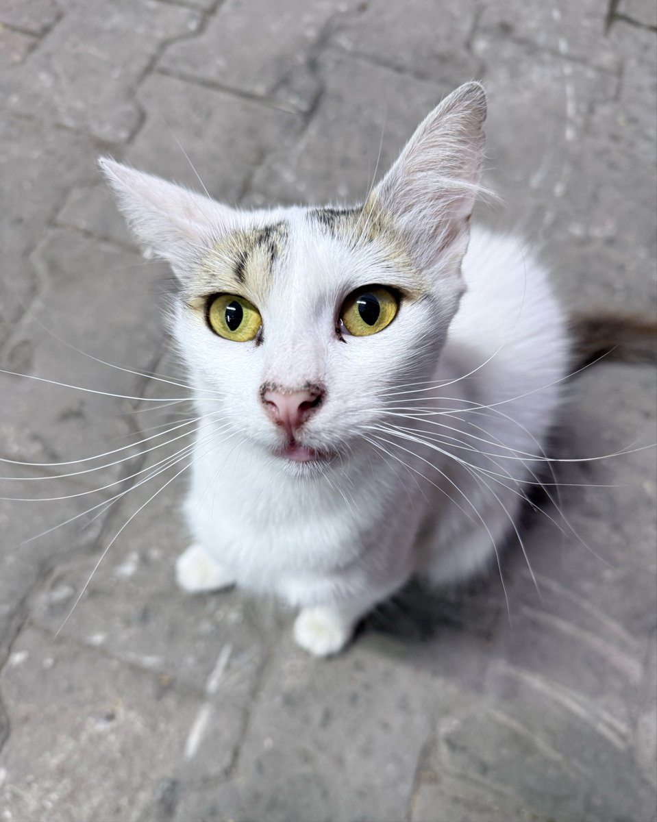 biFBli's tweet photo. Şuna bi bakın şuna🙂🐈 https://t.co/tYlnLZ7ZoR