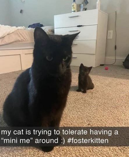 Cats_ooc's tweet photo. https://t.co/apqNKbFLPF