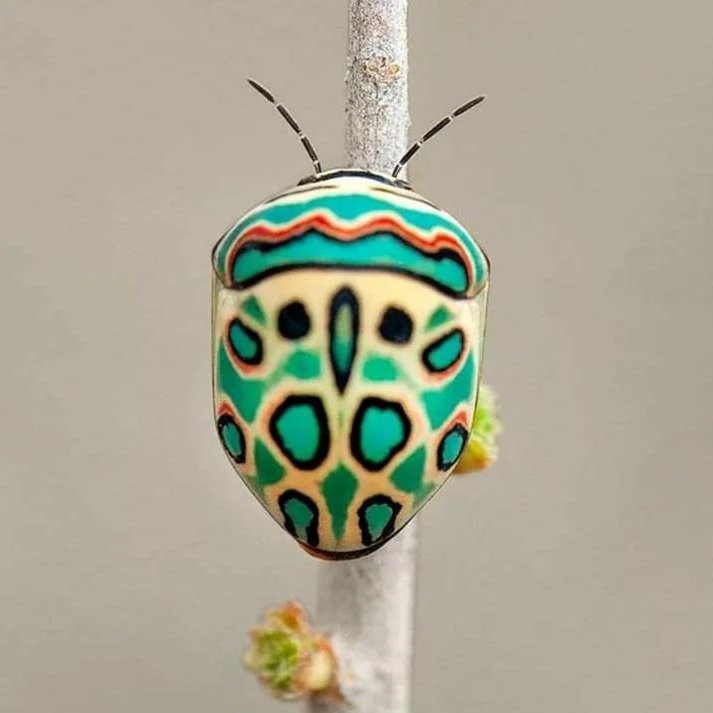 AMAZlNGNATURE's tweet photo. This is a Picasso bug and it's a real insect

Native to sub-Saharan Africa, the Picasso bug is named for its striking geometric patterns, making it look more like a tiny piece of artwork than an insect https://t.co/V48l5PP3JB