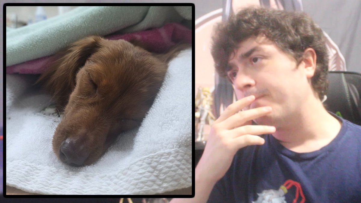 ChibiReviews's tweet photo. My Dog almost died yesterday and there was moments where it could have been completely over if she gave up, but she remained strong and pulled through the worst of it. Making this video to discuss everything that happened https://t.co/XinMEZcLPe https://t.co/K3sPimlhbC