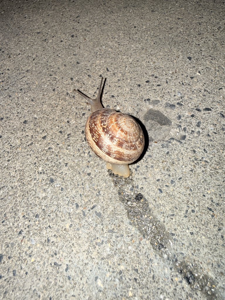 angel4kye's tweet photo. found a snail on the sidewalk he is so cute https://t.co/3MXvbE8iwT