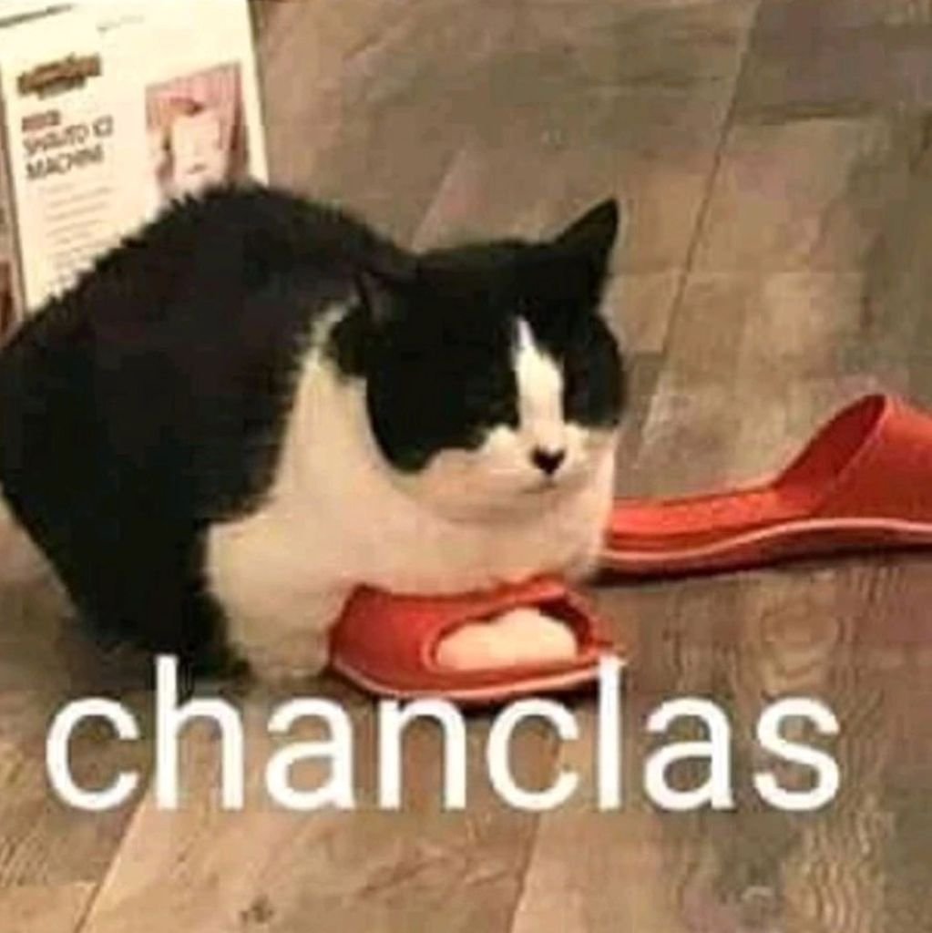 PunchingCat's tweet photo. https://t.co/S1no1L0LBe