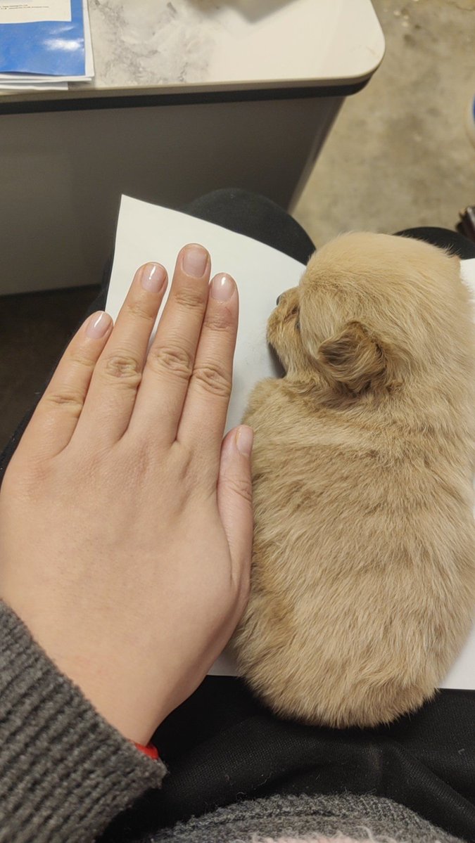 gyejeon67499826's tweet photo. My little furball just hit the 3-month mark! From wobbly tiny paws zooming around to curling up on my lap, every growth win feels like magic  #PetGrowth #PuppyLife， https://t.co/iav4kaG4Kl
