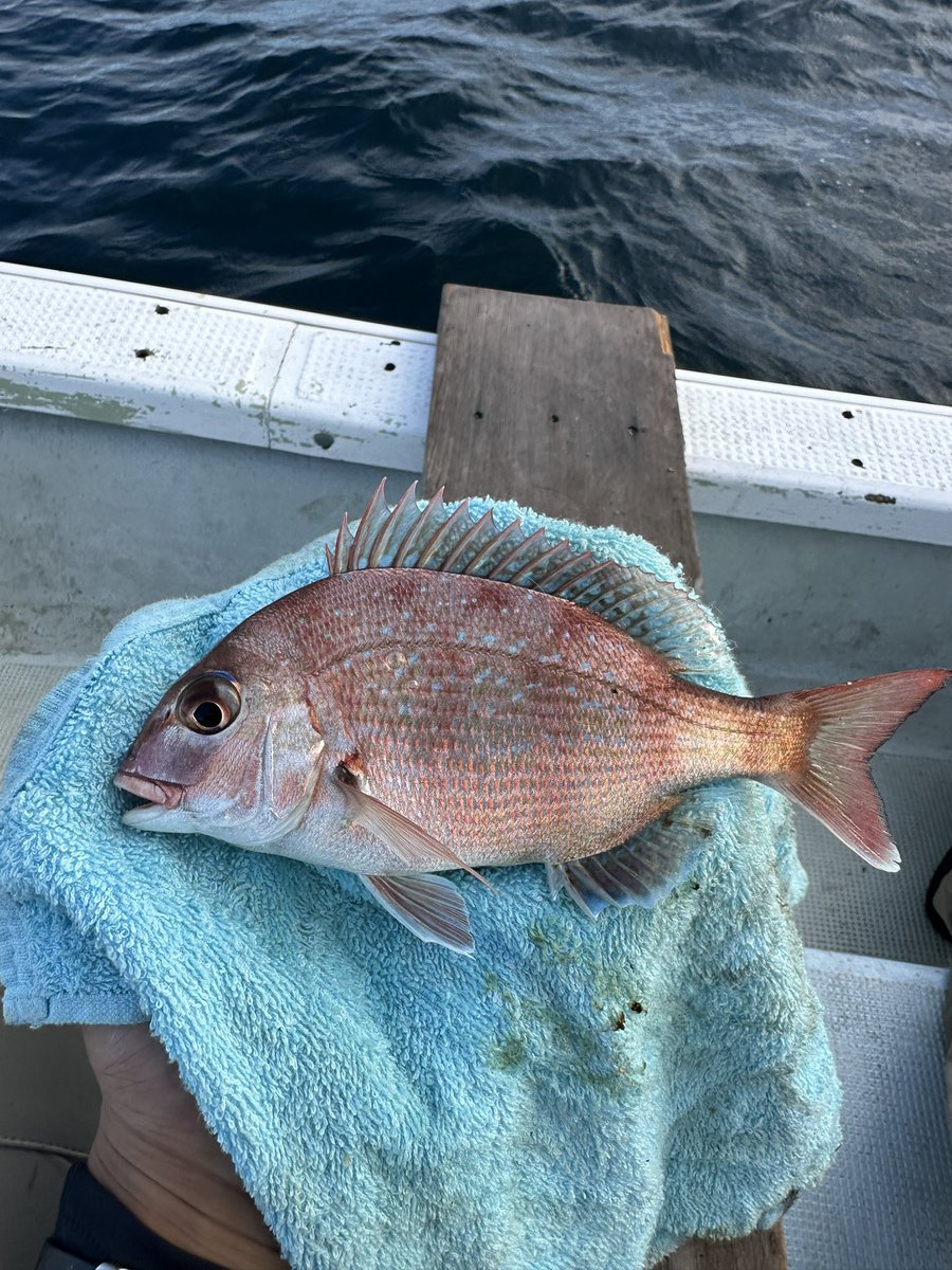 kepajirow's tweet photo. 小さいけど幸先いいやん🐟 https://t.co/l7KvpSJRxD