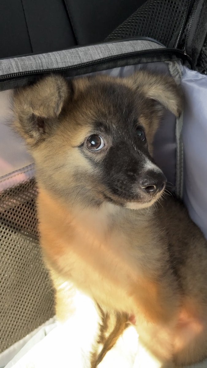 norainu_hureai's tweet photo. ケージの蓋を開けた瞬間
「あなたは敵？」
そう聞いているような目でした😢

生後2ヶ月半
人の愛情を知らずに生きてきた3匹の野良子犬

この怯えた目が、安心した笑顔に変わる日まで見守ってください🐶❤️ https://t.co/sk9kTaeKaK