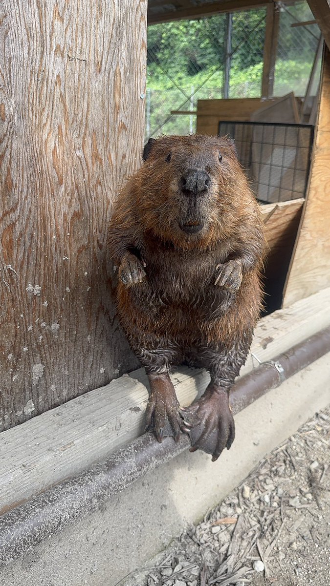 photo_beaver's tweet photo. クリさん、得意のホャッとポーズ

#アメリカビーバー
#beaver 
#トリアスふれあい動物園
#クリ https://t.co/6XkYZPwSfa