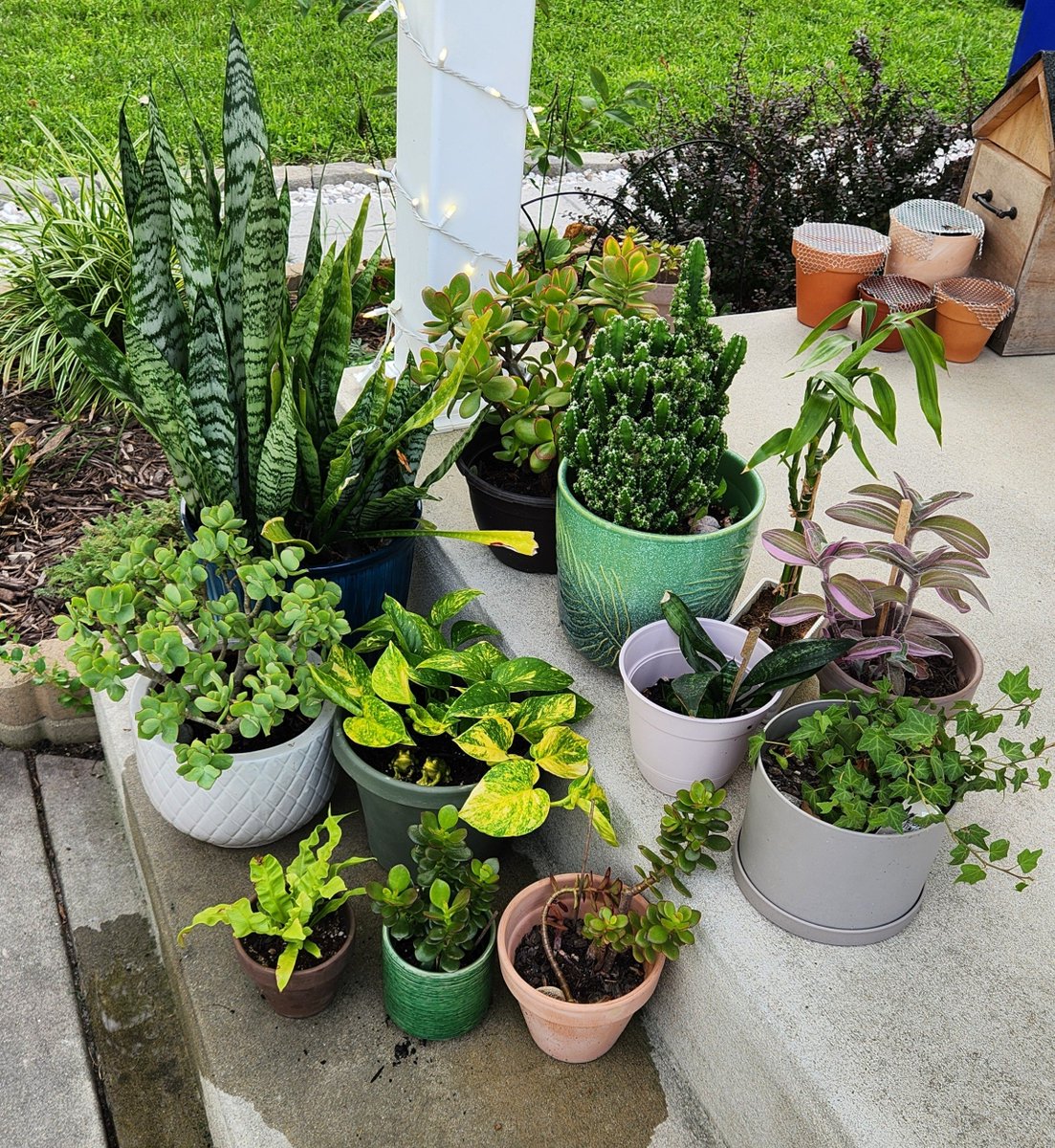 dadmilkman's tweet photo. my plants are loving the weather this year :) I repotted all of them in the spring and they've grown so much !! https://t.co/KeRNf34Piw