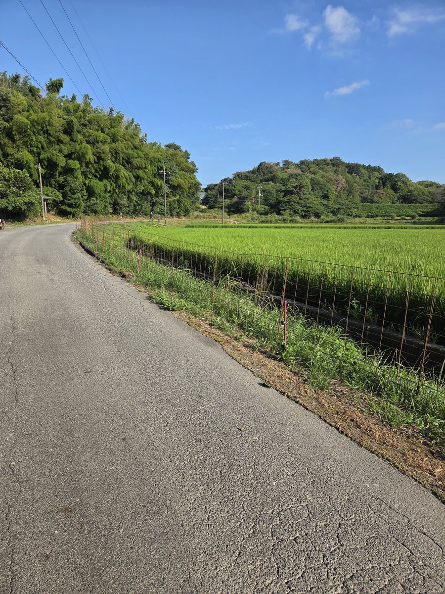 3084hemi's tweet photo. おはようございます！
本日よりミルキークイーン、コシヒカリの防除開始です🌾

令和8年産(新米)のお問い合わせお待ちしております😃

#お米　#ドローン　#防除　#コシヒカリ　#ミルキークイーン https://t.co/AWAiqkZDAu