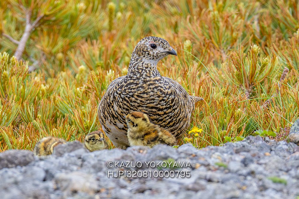 kanifilm's tweet photo. 雷鳥母子
#ライチョウ
#雷鳥 https://t.co/BZ0vDawuhE