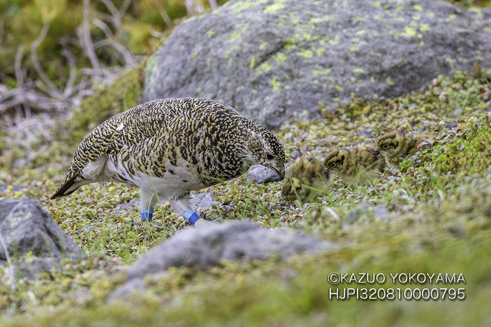 kanifilm's tweet photo. 雷鳥母子
#ライチョウ
#雷鳥 https://t.co/BZ0vDawuhE