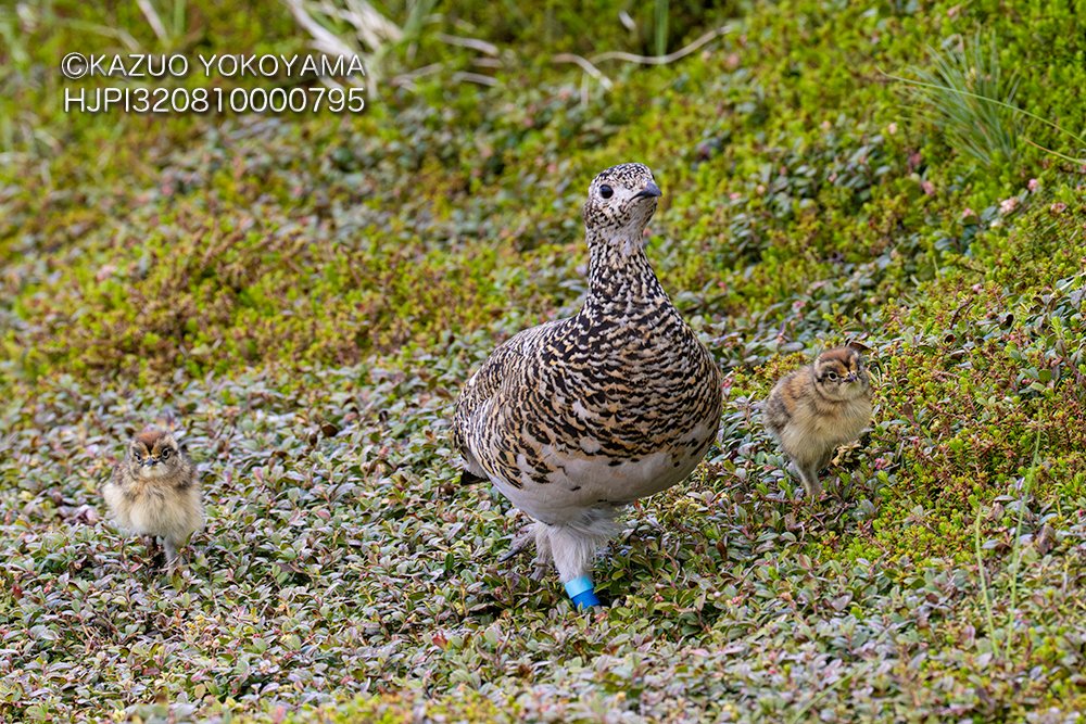 kanifilm's tweet photo. 雷鳥母子
#ライチョウ
#雷鳥 https://t.co/BZ0vDawuhE
