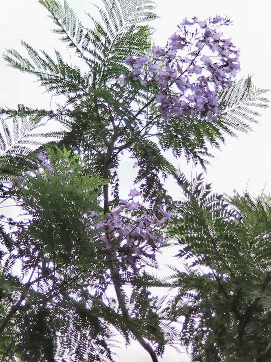 buon_giorrno's tweet photo. 松尾酒店さん前のジャカランダ
一部分が開花していた🌴 https://t.co/FF7VB7JEaw