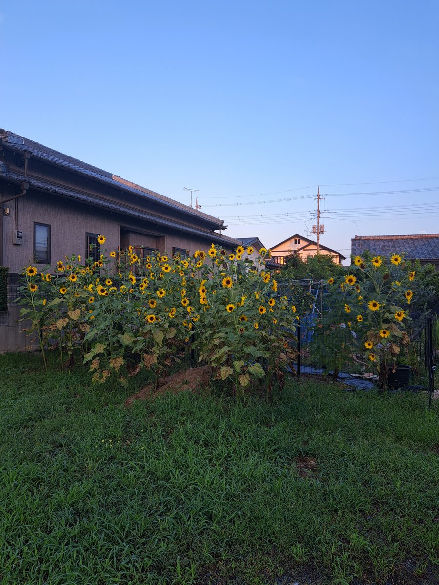 tonchinkan04's tweet photo. @M_Chihiro0804 家の庭のひまわり🌻 https://t.co/51EojmDD7b
