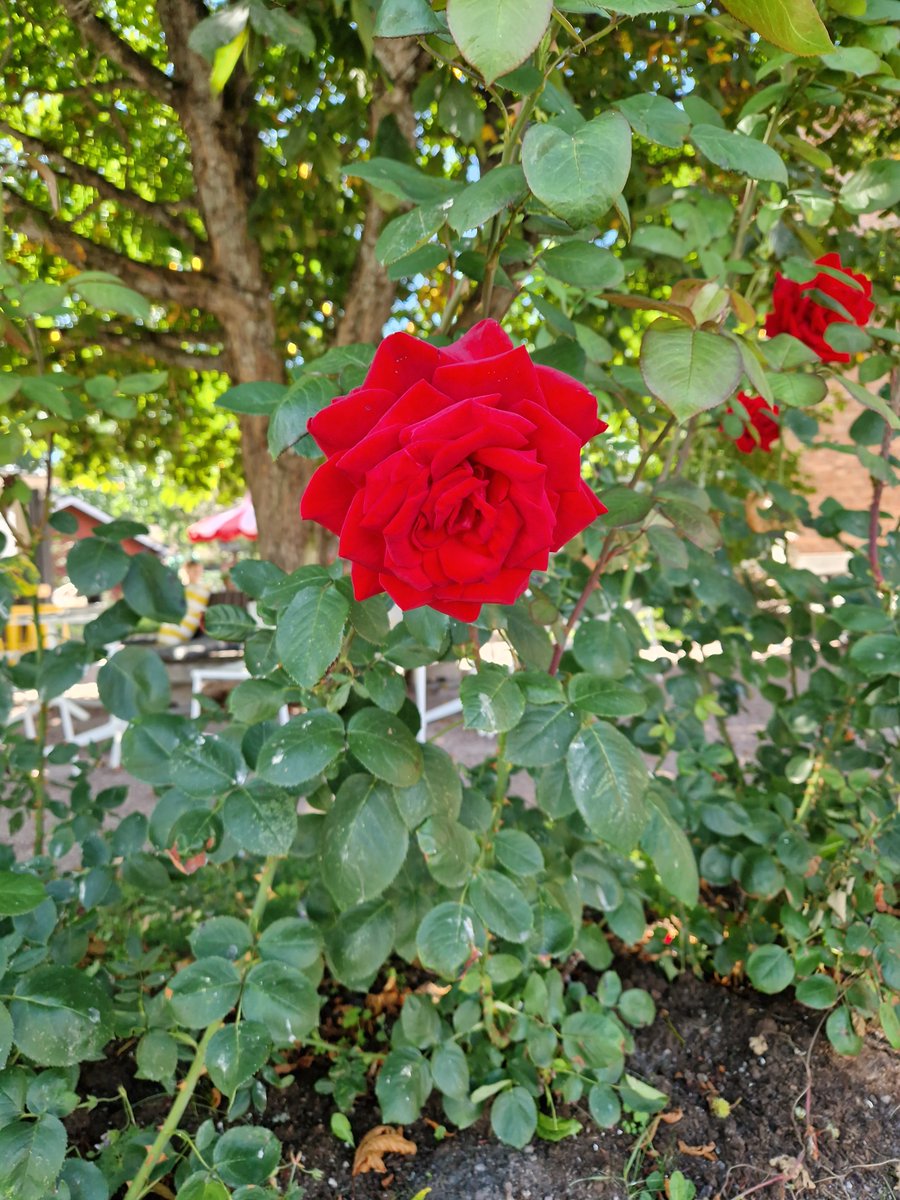 kaiapoi's tweet photo. Tammisaariの街の様子。現代美術館Chappe の外観。中心街で見つけたバラの花。タンミサーリ美術館内のHelene schjerfbeck記念館に飾られていた彼女の絵画作品。 https://t.co/HdFTjl2qXG