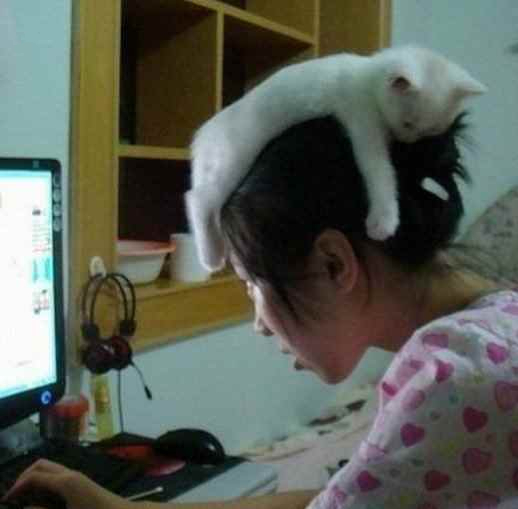 mongchi_sw1's tweet photo. When your group project teammate says “I got this” and leaves you with the entire work plus a selfies album of their cat. https://t.co/o4oiQiMEKF