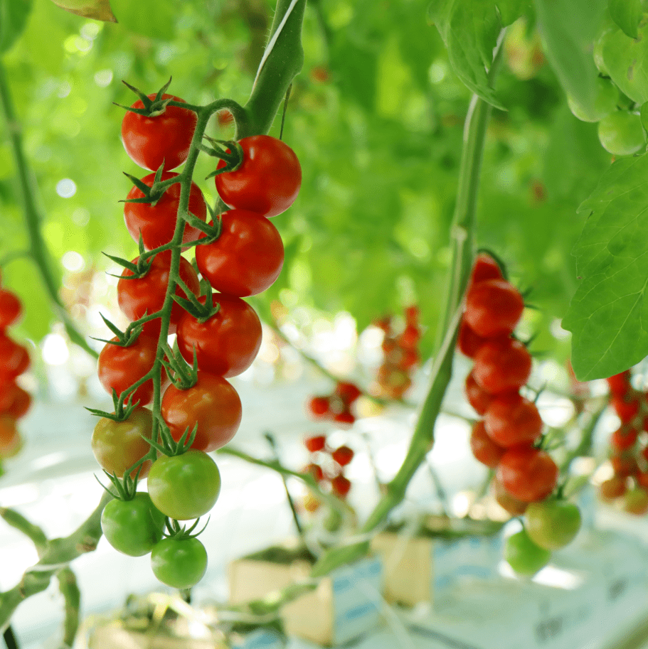 DedraNaudyrx7's tweet photo. Just tried the vibrant sun-kissed cherry tomatoes from local farm—burst with sweet-tangy juice, no bland aftertaste, perfect for quick salads! https://t.co/ER1nXyEPY0