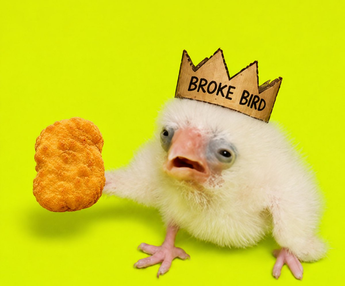 BrokeBirdCoin's tweet photo. @Solana_Emperor Nuggitz https://t.co/9fhtzCNPtN