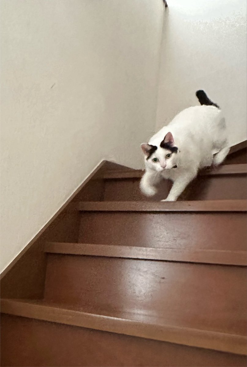 nekotap's tweet photo. おはようございます🐱 https://t.co/TWap49rFTm