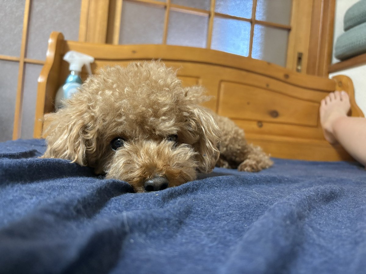 rekohanekosuki's tweet photo. 西野カナ聴いて旦那が「これは僕とぷー介（犬）の歌。。」とか言ってるの微笑ましい🐶
#犬好きさんと繋がりたい https://t.co/JHNhcw9hHa