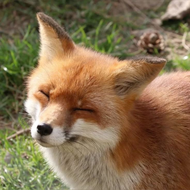 _Yhasa_'s tweet photo. Copio 
Como me ve pinterest

ꕤ bebida
ꕤ animal
ꕤ comida
ꕤ flor https://t.co/UjUaGzOOo9