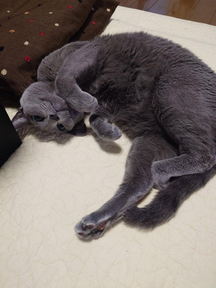 56jonjoe's tweet photo. 今日もかわいい

#猫のいる暮らし https://t.co/N7OfTKkGDK