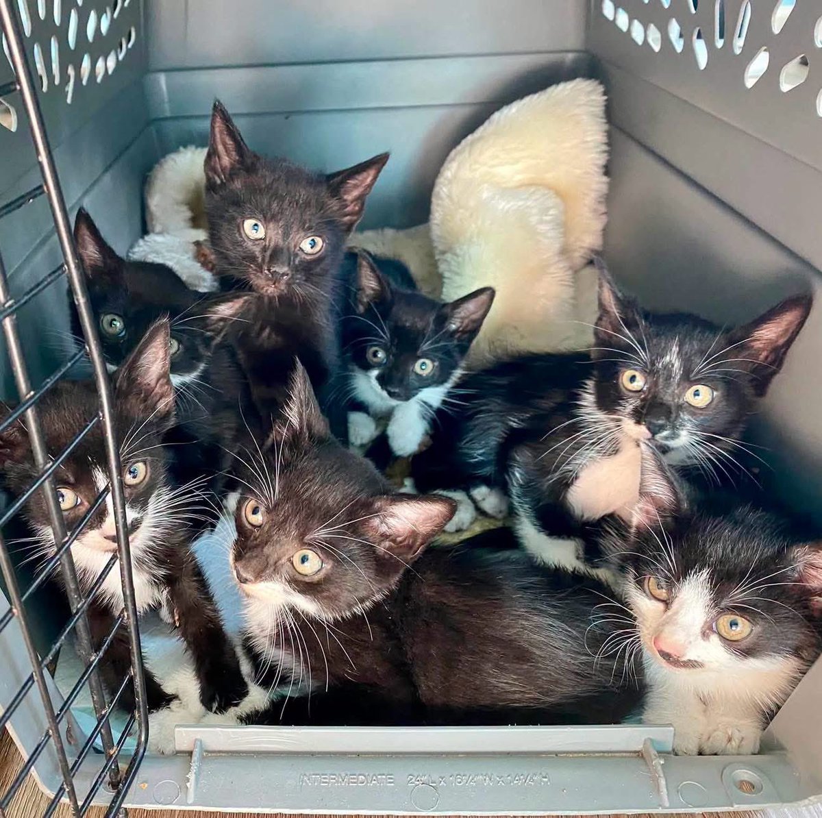 Project MEOW tweet media