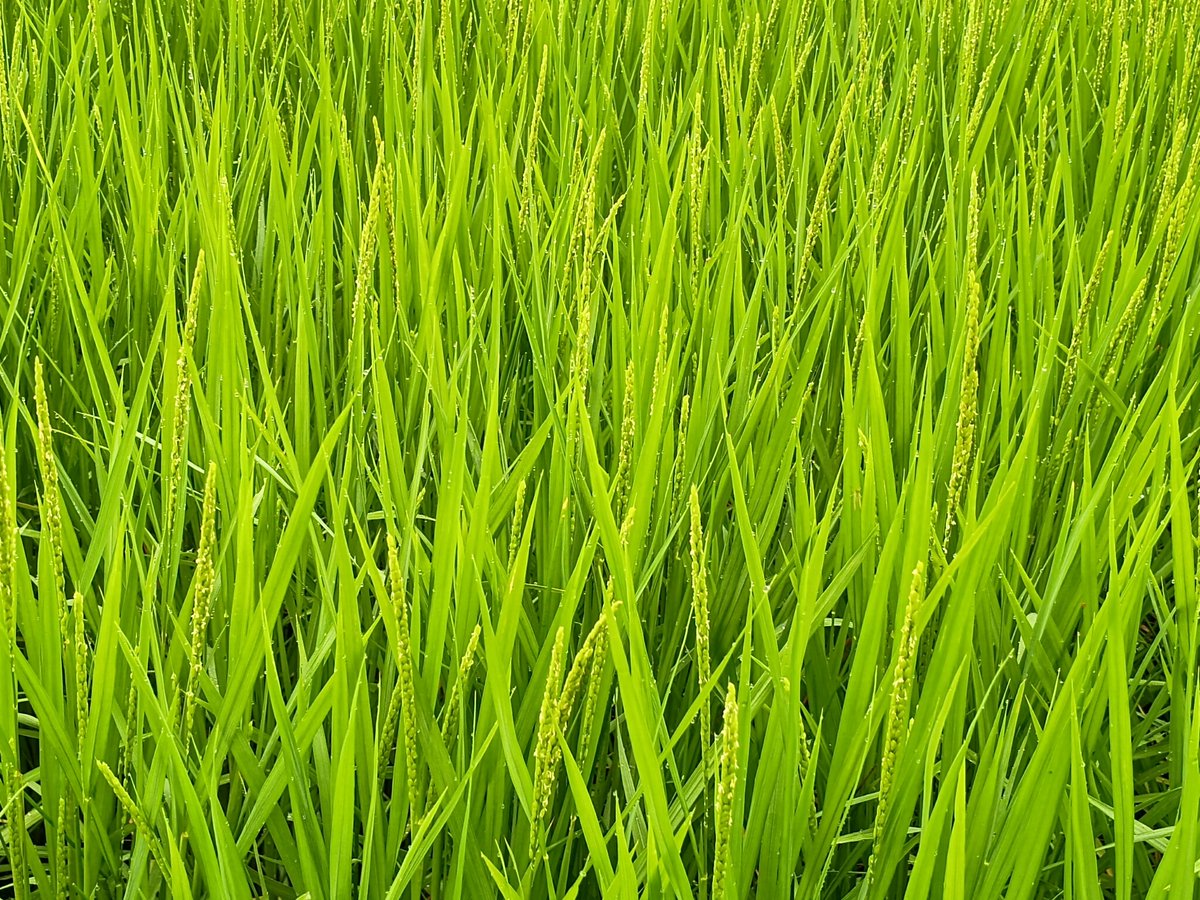 Bokoboko_Farm's tweet photo. 今日が出穂日でいいかな
それにしてもおそろしく早い出穂
コシヒカリだよ https://t.co/VsRlLd6gGH