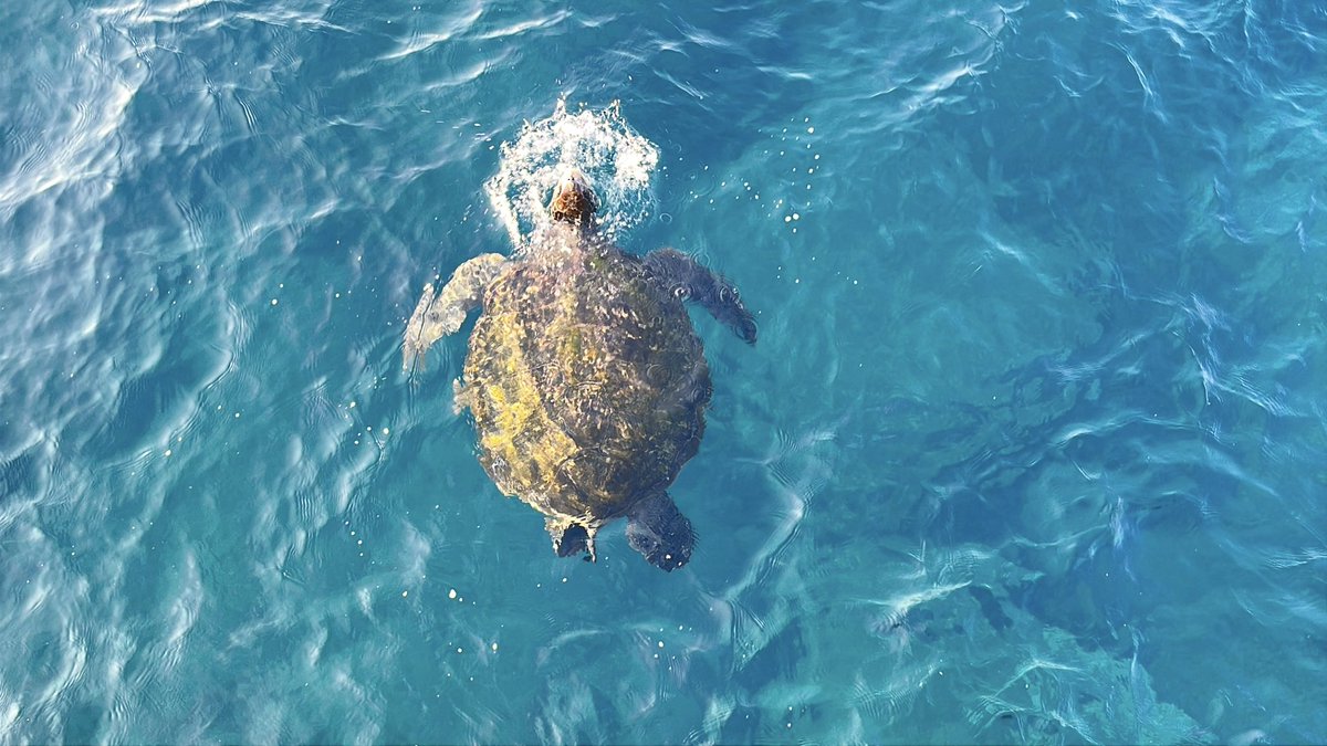 leotan227's tweet photo. 今朝海亀2匹見かけた🐢
なんか良いことありそうな気がするー https://t.co/nRl5GKUx5h