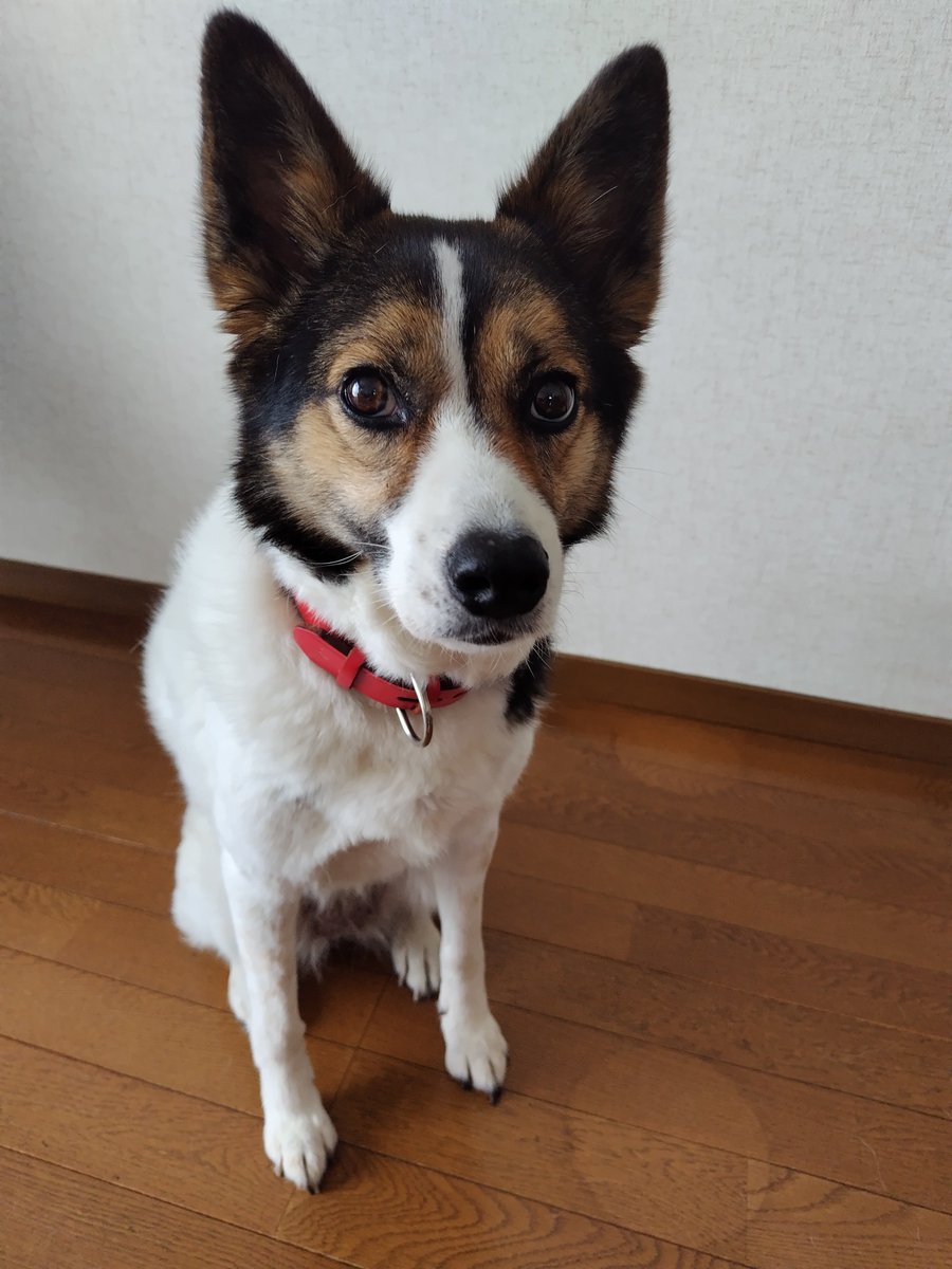 570323's tweet photo. おはようございます☀
ようやく休みですが昨日は通勤途中に鬱状態が来てしまいホムセンの駐車場で横になって仕事をドタキャンしてしまいました…
まぁ行こうと思えば行けたのに残り１ヶ月なのに休んで自己嫌悪(›´ω`‹ )
次の休みはまた1週間後なので本日中に調子整えます
今日もよろしくです！ https://t.co/sLkghV6L3u