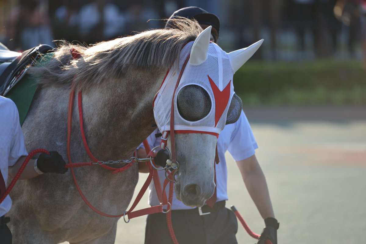 hiisuke_saiyo's tweet photo. 名古屋競馬では無類の強さと人気を誇っているアストラビアンコ(牡3)。先日は東海優駿を制覇しました。

2026.5.5
名古屋競馬場
第65回 駿蹄賞

#アストラビアンコ
#駿蹄賞 https://t.co/4hkBMk2qd8