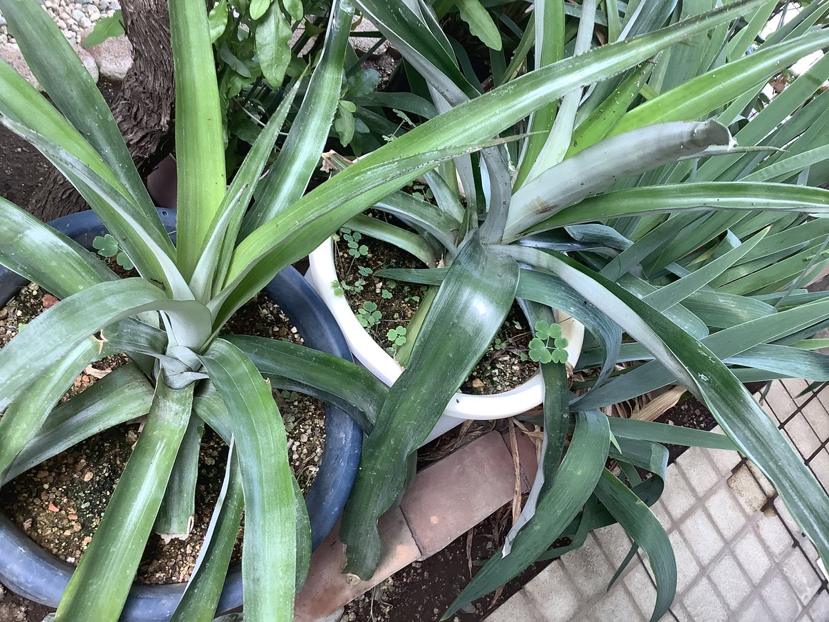 Kikushun's tweet photo. 今日のシャインマスカットとパイナップル🍍 https://t.co/WNWg5XMKZX