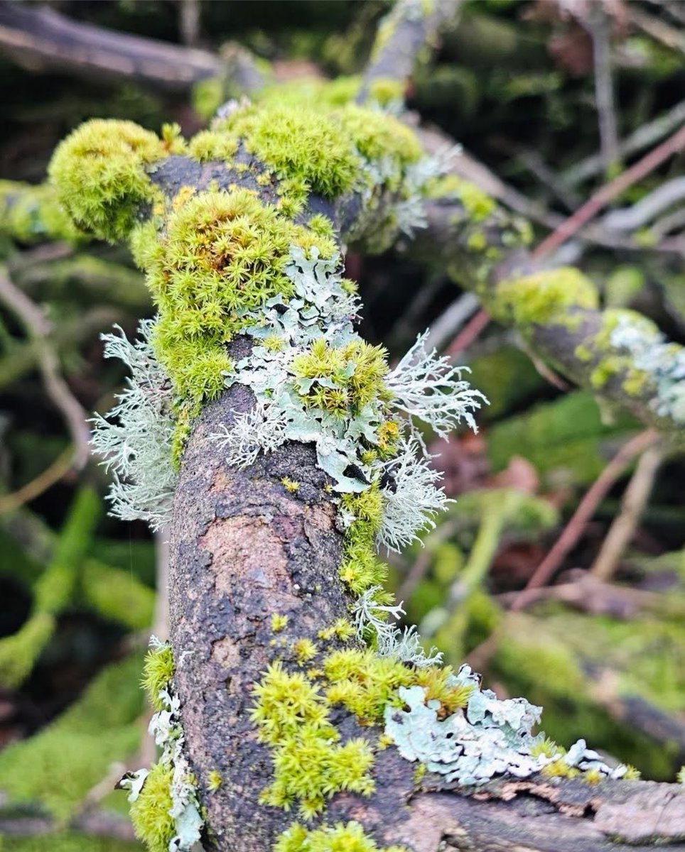 Anthear7's tweet photo. Another type of blossoms on trees

#lichen #moss https://t.co/uUp4ACn29K