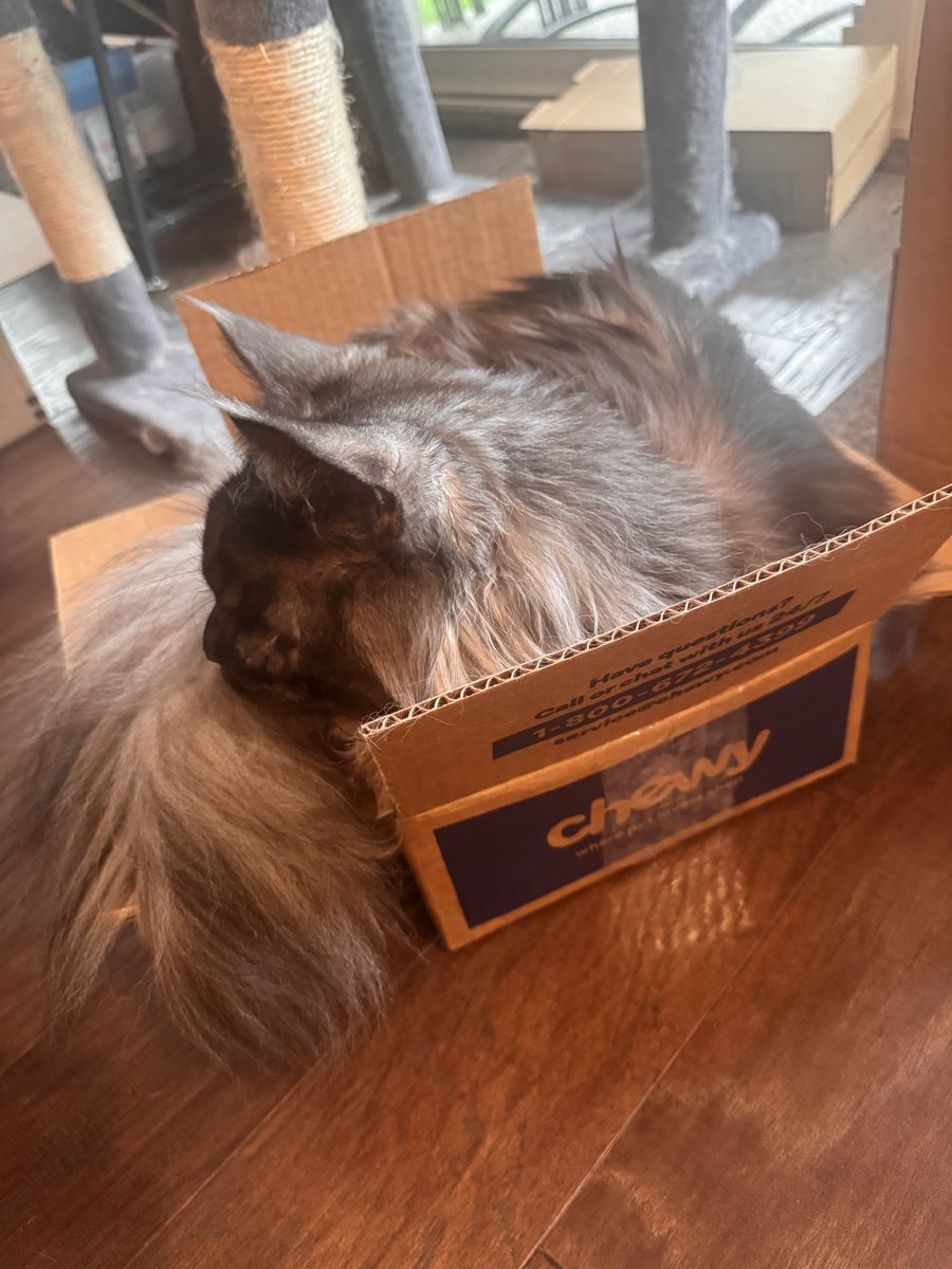 lauriedunham's tweet photo. Dear @Chewy, thanks for my new box. Love, Squatch. https://t.co/du7mGCtuY0
