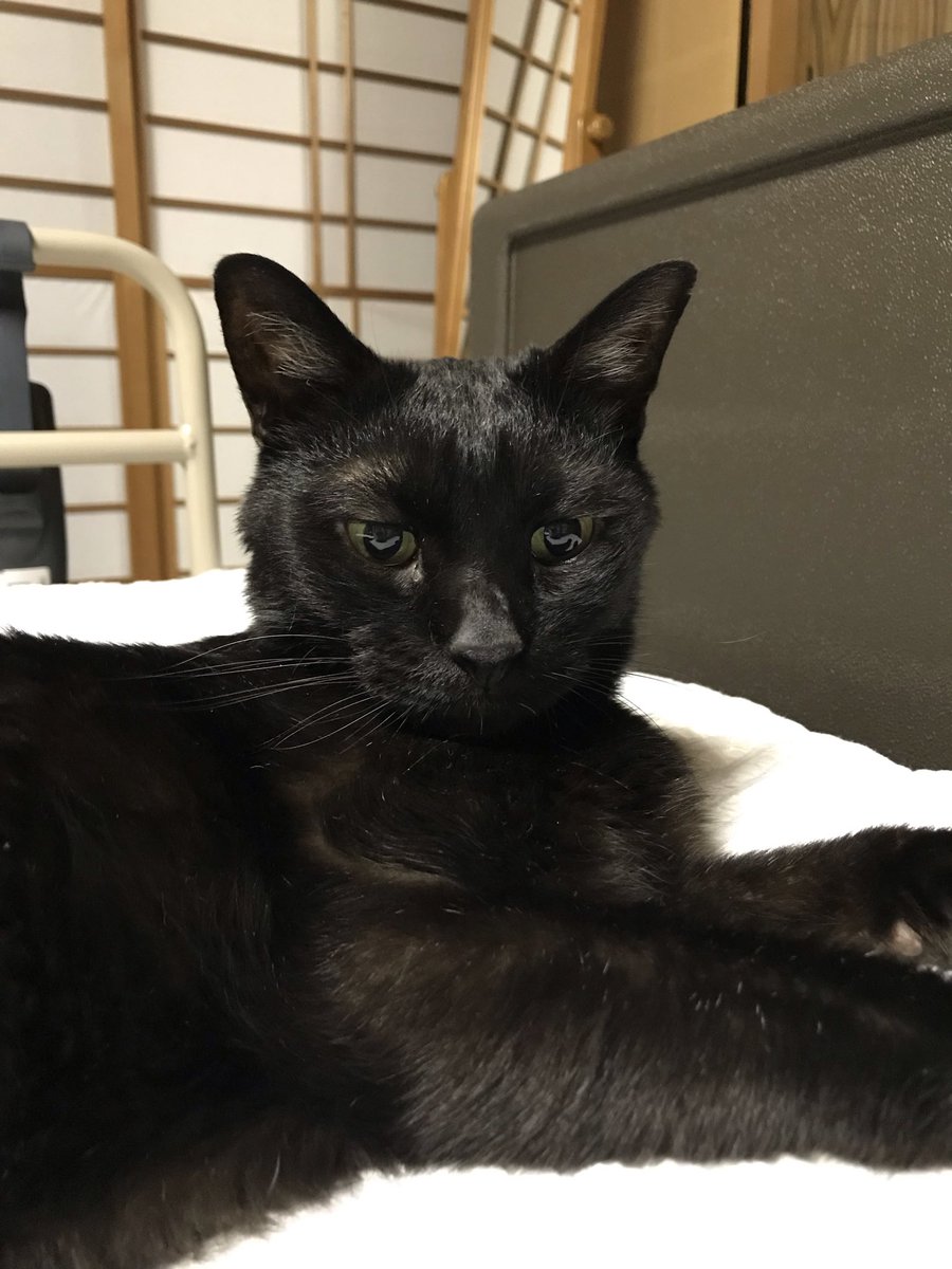 _hirokomandom's tweet photo. おはようにゃ
＃猫 ＃黒猫 ＃猫好きさんと繋がりたい https://t.co/8fhuNIjhJF