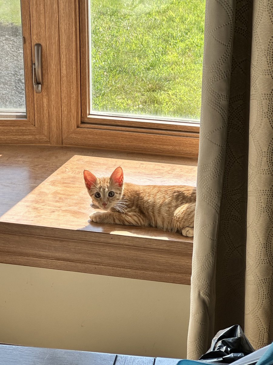 BBlu307's tweet photo. @ChiSoxFanMike Orange tabby? You’re in for it. Here’s mine and he’s a terror. https://t.co/UVoDsrdFel