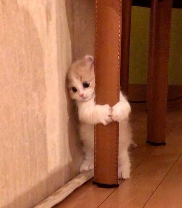 nekocatts's tweet photo. https://t.co/NpK8ftYH03