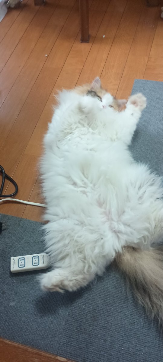 kumapoo36's tweet photo. がんばれペチカさん！YouTubeにハラテン動画あげました。月曜日サマーカットなのでしばらくはモフモフとお別れです。オマケ付
#猫のいる暮らし　#猫のいる生活　#サイベリアン　#ねこ　#siberian #CAT https://t.co/3CvqQvqhDv