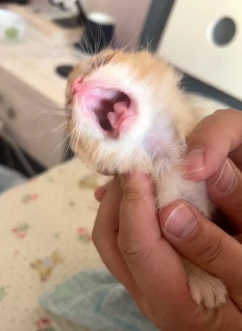 stickydacat's tweet photo. How it feels to be a tiny little amoeba https://t.co/0zw9PmUnil
