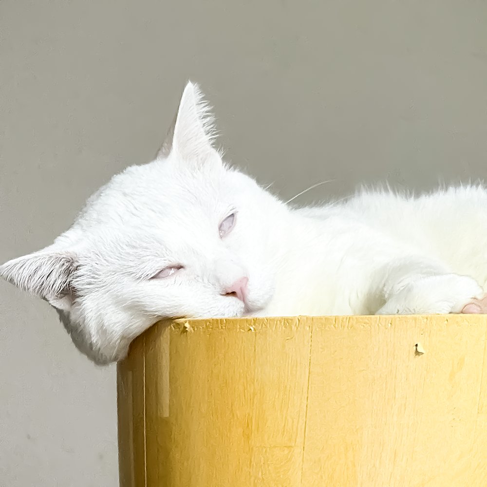 twocatboy's tweet photo. 笑）。レアすぎる無防備な寝顔に思わず激写しました。 みなさんの猫ちゃんや、隣ですやすや眠るご家族の「ちょっと笑える寝顔エピソード」があれば、ぜひコメントで教えてくださいね！
#猫のいる暮らし #ルルとロック #白目 #猫の寝顔 https://t.co/iU6doBoOyh