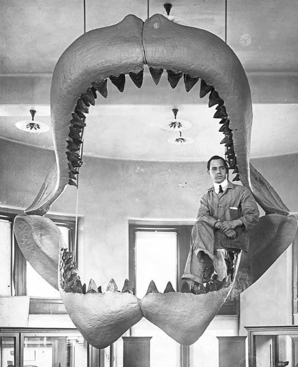 AMNH's tweet photo. Check out these jaws. They belong to Otodus megalodon: a gigantic shark. 🦈 Dwarfing all living sharks, megalodon measured roughly 50 feet (15 m) long. It also had a bite force of 41,000 pounds—ten times that of the great white (Carcharodon carcharias). https://t.co/c9vX8VS7BY