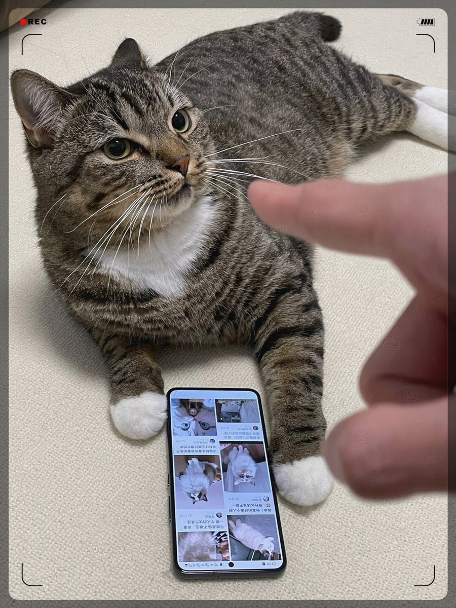 atn042's tweet photo. Just spent the whole afternoon laughing over takeout food and silly cat videos—today’s perfect, just you and me.， https://t.co/MlrbwYzQ52