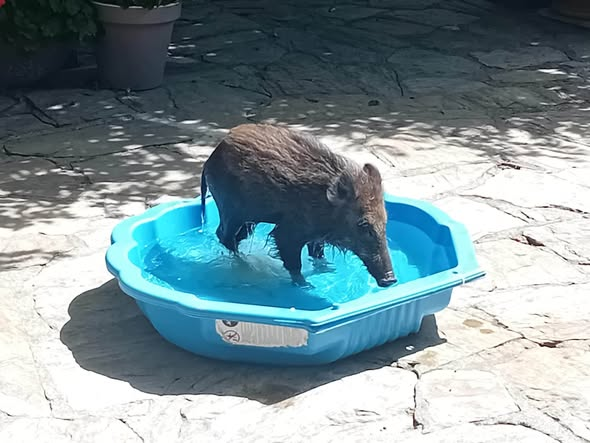BRINDILLE851's tweet photo. Facebook
Carine Demaurey

Recherche urgente :
quelqu’un possédant un certificat pour  accueillir ce petit marcassin, déjà très apprivoisé. Sa situation est très critique, c’est extrêmement urgent. Merci de partager massivement .
06.17.56.79.65 https://t.co/s1jgIUWOJW